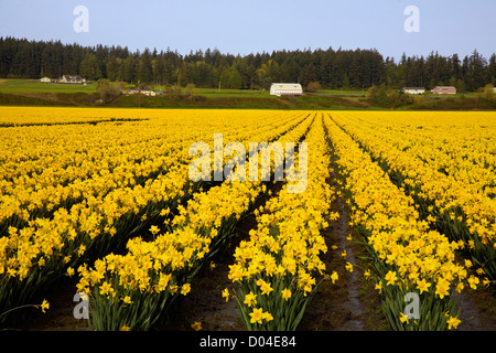 WA06560-00...WASHINGTON - campo di narcisi in Skagit River Valley vicino a Mount Vernon. Foto Stock