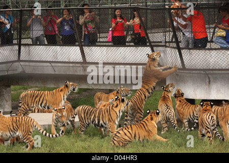 Uomo cinese getta un pollo vivo alle tigri nel Parco della Tigre Siberiana al di fuori di Haerbin una serie di concerti, Heilongjiang Foto Stock