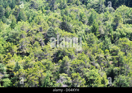 Bosco misto sulle colline vicino a Bonnieux, dipartimento di Vaucluse nella regione della Provenza, Francia Foto Stock