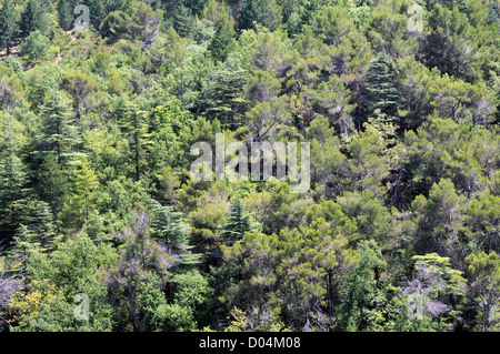 Foresta vicino a Bonnieux, dipartimento di Vaucluse nella regione della Provenza, Francia Foto Stock