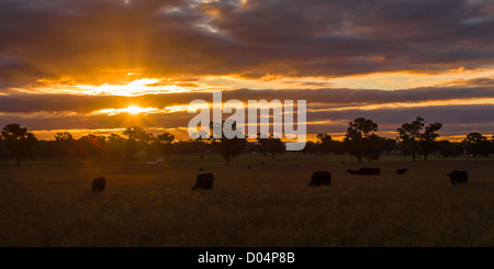 Forest Hill, NSW Foto Stock