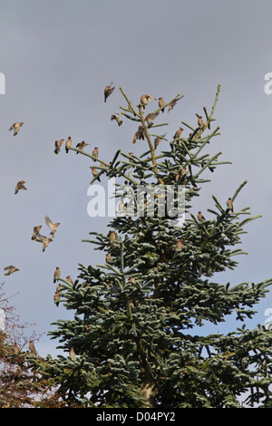 Parte di un gregge di waxwings migrati dalla Scandinavia alla Scozia vola a riposo nella struttura ad albero durante periodi alimentazione su rowan bacche. Foto Stock