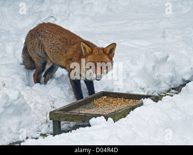 Adulto affamato Red Fox mangiare semi di uccelli nella neve Foto Stock