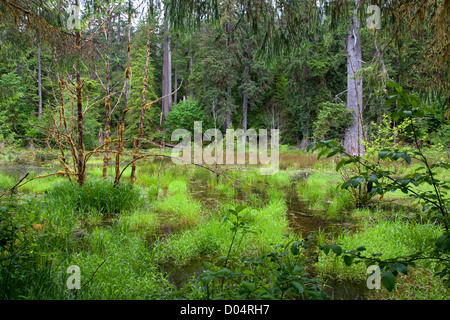 Vista dentro la Hoh Rainforest, il Parco Nazionale di Olympic, Washington, Stati Uniti d'America mostra alberi, muschi e di altri tipi di vegetazione in giugno Foto Stock