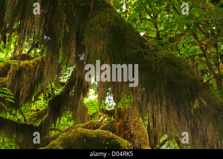 Vista dentro la Hoh Rainforest, il Parco Nazionale di Olympic, Washington, Stati Uniti d'America nel giugno mostra muschi che crescono su rami di alberi Foto Stock