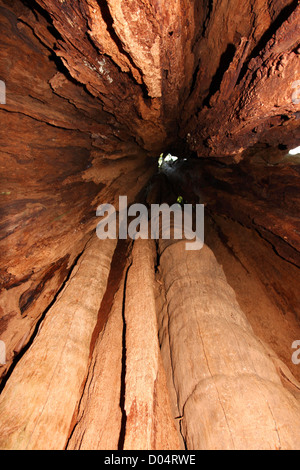 Una vista guardando fino all'interno dei mondi più grande cedro rosso dell'Ovest (Thuja plicata) tree in Jefferson County, Washington, Stati Uniti d'America in luglio Foto Stock