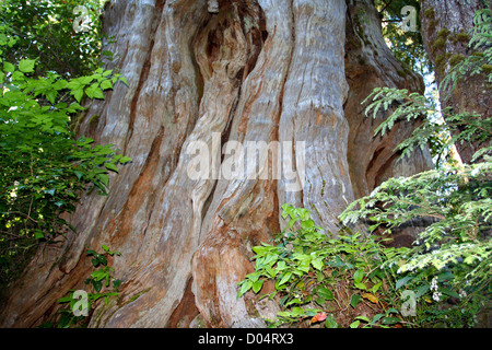 Una vista della linea base dei mondi più grande cedro rosso dell'Ovest (Thuja plicata) tree in Jefferson County, Washington, Stati Uniti d'America Foto Stock