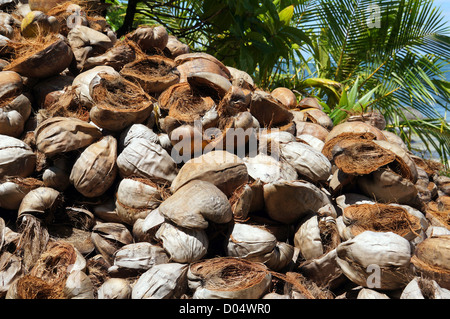 Pila di scartato gusci di noce di cocco in Bocas del Toro, Panama Foto Stock