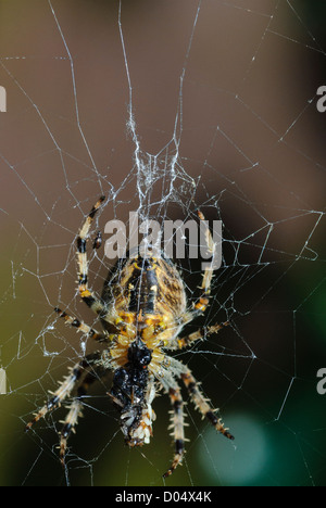 Giardino Spider, Araneaus diadematus, alimentazione sulla preda catturati nel suo web, in South Yorkshire giardino. Foto Stock