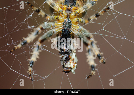 Vista ravvicinata di giardino Spider, Araneaus diadematus, alimentazione sulla preda in South Yorkshire giardino. Foto Stock