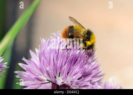 Inizio Bumble Bee, Bombus pratorum, si nutrono di erba cipollina in South Yorkshire giardino. Foto Stock