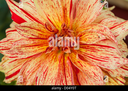 "Gelber Vulcan' Cactus dalia, Kaktusdahlia (Dahlia x Hortensis) Foto Stock