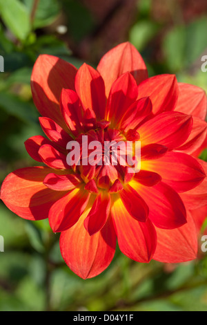 "Gelber Vulcan" (Cactus Dahlia) Foto Stock