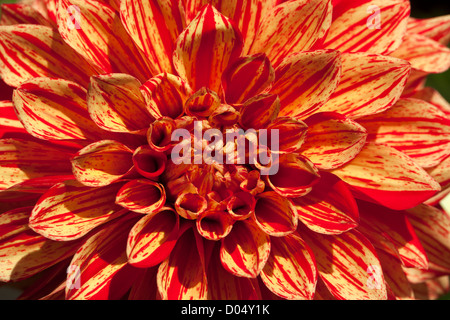 "Pippi' formale dalia decorativa, Dekorativdahlia (Dahlia) Foto Stock