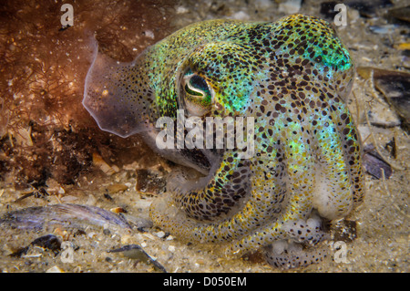 Gnocco di meridionale Squid. Foto Stock