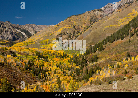 Aspen e le foreste di abete rosso in autunno, guardando verso il Monte Sneffels deserto, al di sopra di Telluride, San Juan Mountains, Colorado Foto Stock