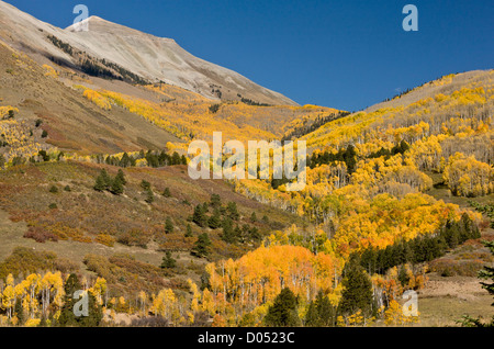 Aspen e le foreste di abete rosso in autunno, guardando verso il Monte Sneffels deserto, al di sopra di Telluride, San Juan Mountains, Colorado Foto Stock