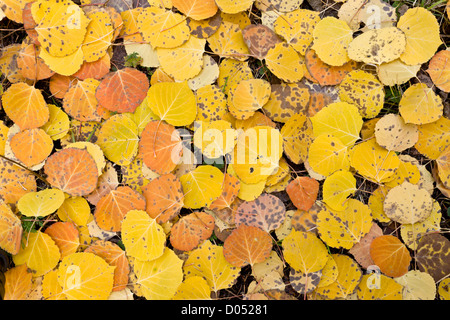 Caduto vacilla Aspen foglie, Populus tremuloides, con colore di autunno, in San Juan Mountains, Colorado, STATI UNITI D'AMERICA Foto Stock