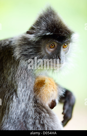 Foglia Argento monkey Foto Stock