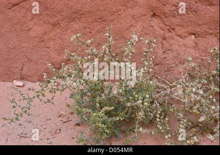 Tumbleweed, fico d'india Russian thistle, o russo thistle, Kali trago = Salsola tragus, Utah, Stati Uniti d'America Foto Stock