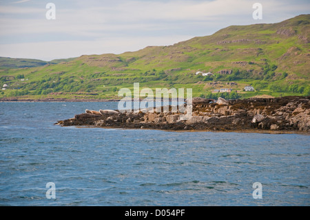 Le foche grigie in appoggio su di un promontorio roccioso a bassa marea, Ulva, Isle of Mull, Scotland, Regno Unito Foto Stock