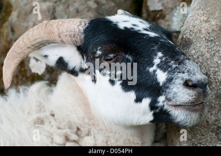 A Scottish Blackface pecore sfrega contro un muro di pietra Foto Stock