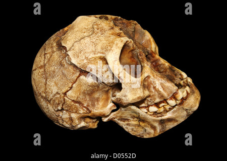 'The Hobbit' Homo floresiensis Foto Stock