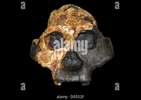 Australopithecus boisei, Femmina KNM ER 732 Foto Stock