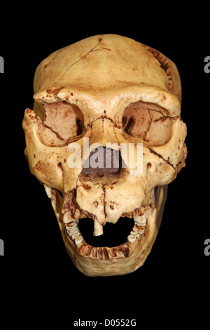 Homo Heidelbergensis cranio Atapuerca 5 Foto Stock