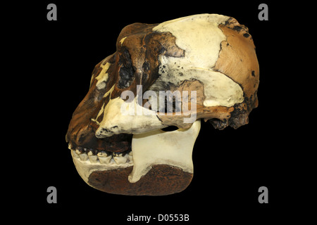 Schiaccianoci uomo Australopithecus boisei cranio Foto Stock