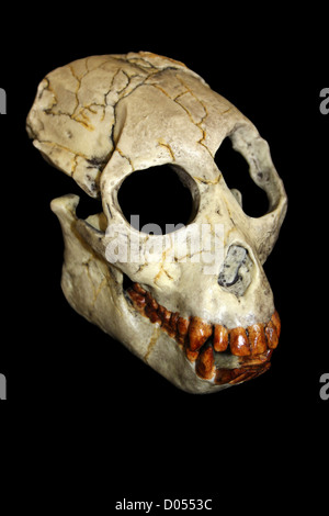 Il proconsole africanus cranio Foto Stock