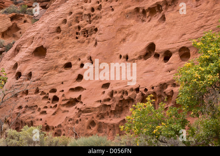 'Swiss formaggio' erosione in rosso Wingate arenaria, canyon lungo, vicino a Boulder, Grand Staircase-Escalante monumento nazionale, Utah Foto Stock