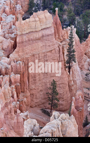 Lodgepole pino crescente tra le hoodoos o pilastri di roccia nel Parco Nazionale di Bryce Canyon, Utah, Stati Uniti d'America Foto Stock