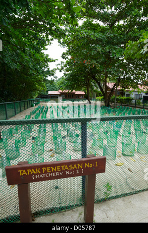 Turtle Hatchery su Selingan Island, Turtle Islands Park, Sabah Borneo Foto Stock