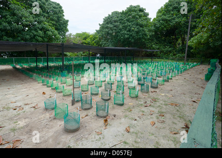 Turtle Hatchery su Selingan Island, Turtle Islands Park, Sabah Borneo Foto Stock