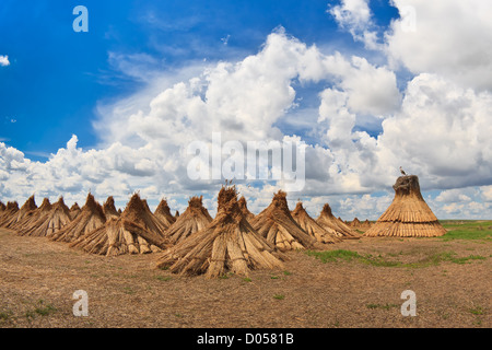 Cluster essiccato di reed Foto Stock