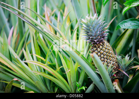 Coltivazione di ananas Foto Stock