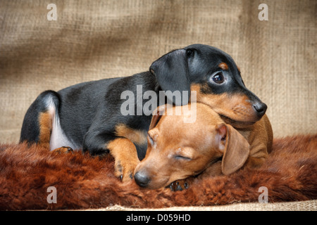 Il Miniature pinscher cuccioli, 2 mesi di età Foto Stock