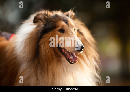 Ritratto di Shetland sheepdog nella foresta Foto Stock