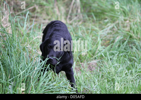 Il Labrador Retriever Puppy in erba Foto Stock