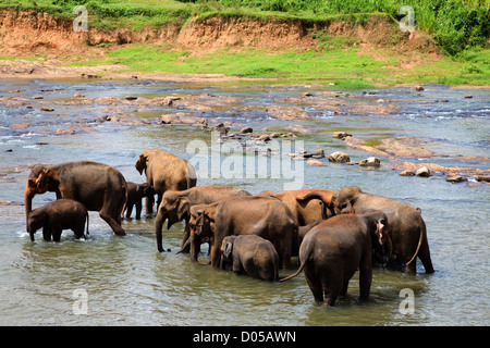 Gli elefanti dal Pinnawala l'Orfanotrofio degli Elefanti, Kegella, Sri Lanka il lavaggio nel fiume locale Foto Stock