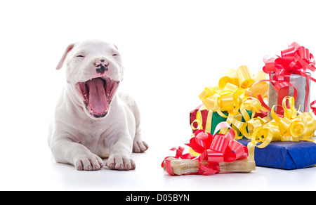 American Staffordshire Terrier cucciolo di cane la posa in prossimità di una pila di confezioni regalo, sbadigli Foto Stock