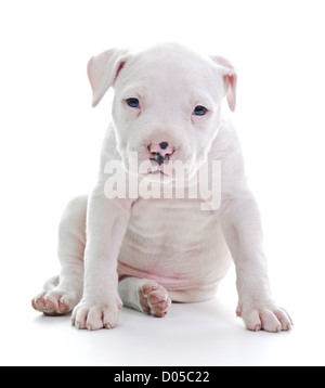 American Staffordshire Terrier cucciolo di cane seduto Foto Stock