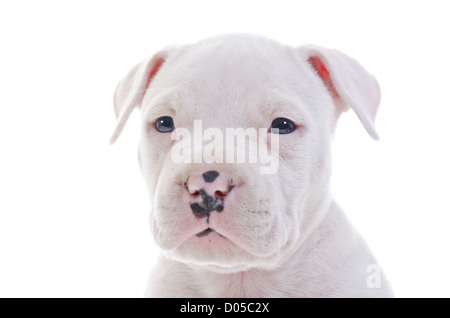 American Staffordshire Terrier cucciolo di cane testa closeup, inquadratura orizzontale Foto Stock