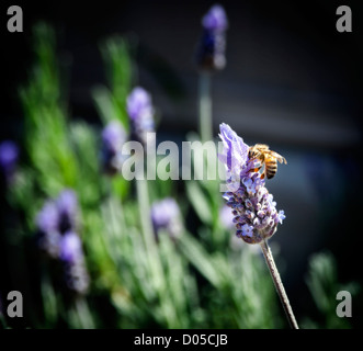 Il miele delle api raccoglie il polline di lavanda in una giornata di sole Foto Stock