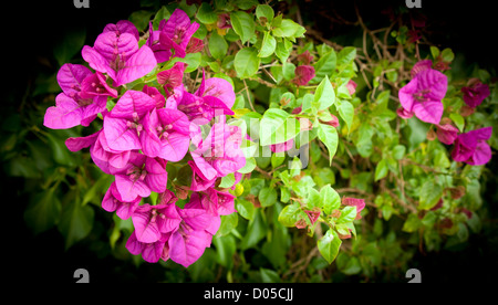 Fiori di bouganville in luminose viola e verde Foto Stock