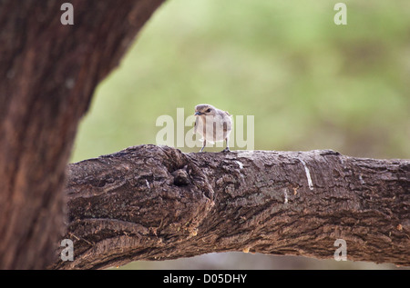 Un africano grigio Flycatcher in una struttura ad albero. Parco Nazionale del Serengeti, Tanzania Foto Stock