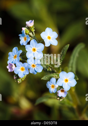 Myosotis scorpioides - Acqua dimenticare-me-non - piante in fiore. Foto Stock