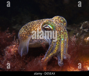 Gnocco di calamari su Red infestante. Foto Stock