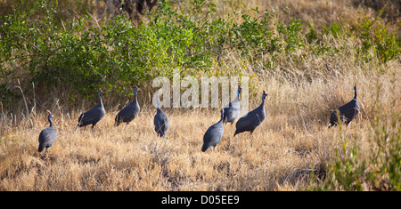 Un gregge di Guinea sulla savana africana. Parco Nazionale del Serengeti, Tanzania. Foto Stock